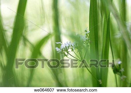 White composite flower inmitten of grasses in a meadow. H÷ga Kusten, coast of Baltic Sea, V? sternorrlands l? n, Sweden, Scandinavia, Europe View Large Photo Image Stock Photo - White composite flower inmitten of grasses in a meadow. H÷ga Kusten, coast of Baltic Sea, V? sternorrlands l? n, Sweden, Scandinavia, Europe. Fotosearch