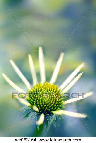 White Coneflower. Echinacea purpurea. July 2006, Maryland, USA View Large Photo Image Picture - White Coneflower. Echinacea purpurea. July 2006, Maryland, USA. Fotosearch