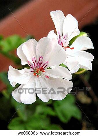White cranesbill View Large Photo Image Stock Photography - White cranesbill. Fotosearch