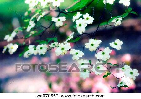 White Dogwood. Cornus florida. April 2006. Maryland, USA View Large Photo Image Stock Photo - White Dogwood. Cornus florida. April 2006. Maryland, USA. Fotosearch