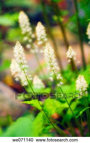 Stock Image - White Foam flower. Tiarella. April 2007, Maryland, USA. Fotosearch