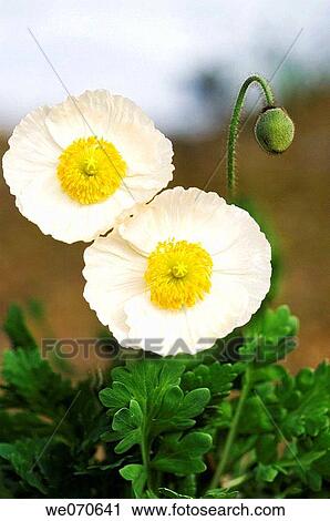 White Iceland Poppies. Papaver nudicaule. March 2007, South Carolina, USA View Large Photo Image Stock Image - White Iceland Poppies. Papaver nudicaule. March 2007, South Carolina, USA. Fotosearch