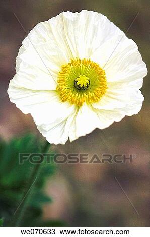 White Iceland Poppy. Papaver nudicaule. March 2007, South Carolina, USA View Large Photo Image Stock Image - White Iceland Poppy. Papaver nudicaule. March 2007, South Carolina, USA. Fotosearch