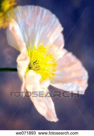 White Icelandic Poppy. Papaver nudicaule. March 2007, Maryland, USA View Large Photo Image Stock Image - White Icelandic Poppy. Papaver nudicaule. March 2007, Maryland, USA. Fotosearch
