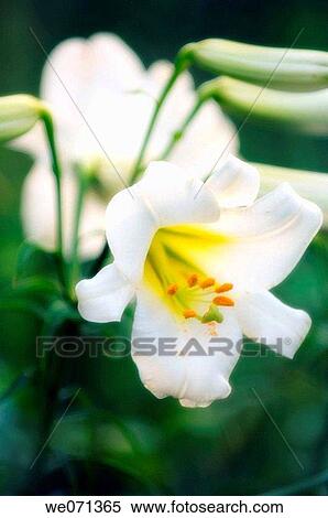 Stock Photography - White Lily Flowers. Lilium regale. June 2006, Maryland, USA. Fotosearch