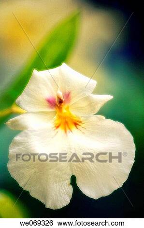 White Miltoniopsis Orchid. Miltonia hybrid. September 2006, Maryland, USA View Large Photo Image Stock Photograph - White Miltoniopsis Orchid. Miltonia hybrid. September 2006, Maryland, USA. Fotosearch