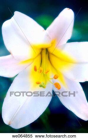 White Oriental Lily. Lilium orienpet. June 2006, Maryland, USA View Large Photo Image Stock Photography - White Oriental Lily. Lilium orienpet. June 2006, Maryland, USA. Fotosearch
