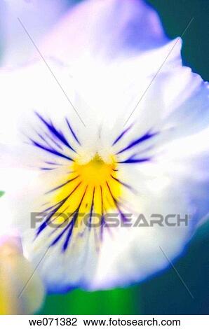 White Pansy Flower Close_up. Viola x wittrockaina. May 2006, Maryland, USA View Large Photo Image Stock Image - White Pansy Flower Close_up. Viola x wittrockaina. May 2006, Maryland, USA. Fotosearch