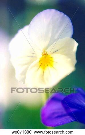 White Pansy. Viola x wittrockiana. May 2006, Maryland, USA View Large Photo Image Stock Image - White Pansy. Viola x wittrockiana. May 2006, Maryland, USA. Fotosearch