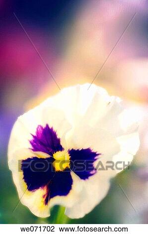 White Pansy. Viola x wittrockiana. May 2007, Maryland, USA View Large Photo Image Stock Image - White Pansy. Viola x wittrockiana. May 2007, Maryland, USA. Fotosearch