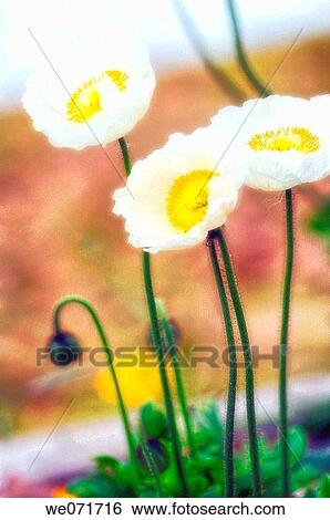 White Poppies and Buds. Papaver nudicaule. March 2007, South Carolina, USA View Large Photo Image Stock Photograph - White Poppies and Buds. Papaver nudicaule. March 2007, South Carolina, USA. Fotosearch
