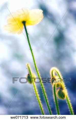 White Poppy and Buds. Papaver nudicaule. March 2007, South Carolina, USA View Large Photo Image Stock Image - White Poppy and Buds. Papaver nudicaule. March 2007, South Carolina, USA. Fotosearch