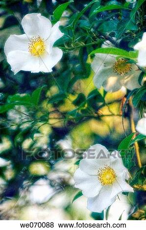 White roses. Rosa specie. March 2006, South Carolina, USA View Large Photo Image Stock Photo - White roses. Rosa specie. March 2006, South Carolina, USA. Fotosearch