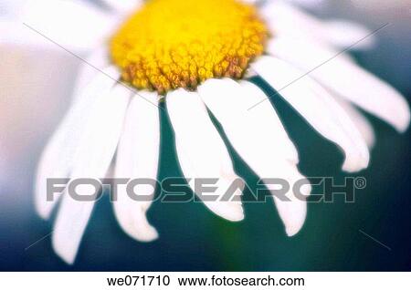 White Shasta Daisy. Leucanthemum x superbum. June 2005, Maryland, USA View Large Photo Image Stock Image - White Shasta Daisy. Leucanthemum x superbum. June 2005, Maryland, USA. Fotosearch