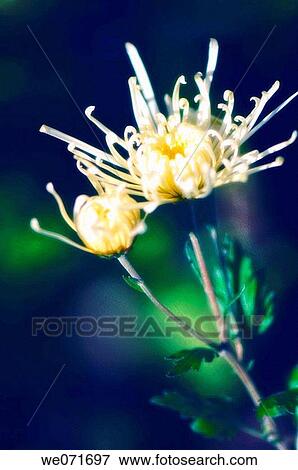 White Spider Chrysanthemum flower and Bud. Dendranthema grandiflora. November 2006, Maryland, USA View Large Photo Image Stock Photo - White Spider Chrysanthemum flower and Bud. Dendranthema grandiflora. November 2006, Maryland, USA. Fotosearch