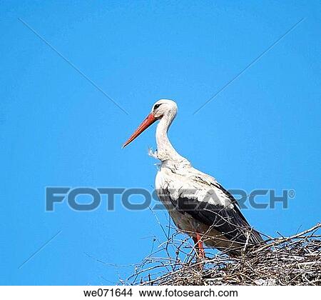 White Stork ( Ciconia ciconia ) on the nest. Russia, Voronezh preserve. View Large Photo Image Picture - White Stork ( Ciconia ciconia ) on the nest. Russia, Voronezh preserve.. Fotosearch