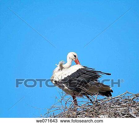 Stock Image - White Stork ( Ciconia ciconia ) on the nest. Russia, Voronezh preserve. Fotosearch