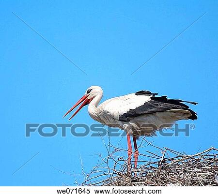 White Stork ( Ciconia ciconia ) on the nest. Russia, Voronezh preserve. View Large Photo Image Stock Photography - White Stork ( Ciconia ciconia ) on the nest. Russia, Voronezh preserve.. Fotosearch