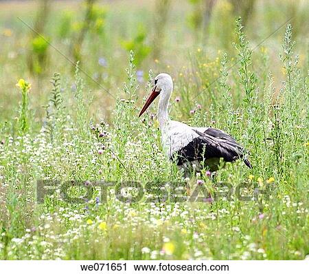 White Stork ( Ciconia ciconia ). Russia, Voronezh preserve. View Large Photo Image Stock Image - White Stork ( Ciconia ciconia ). Russia, Voronezh preserve.. Fotosearch