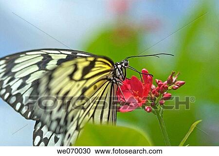 White Tree Nymph (Idea leuconoe). Malaysia View Large Photo Image Stock Image - White Tree Nymph (Idea leuconoe). Malaysia. Fotosearch