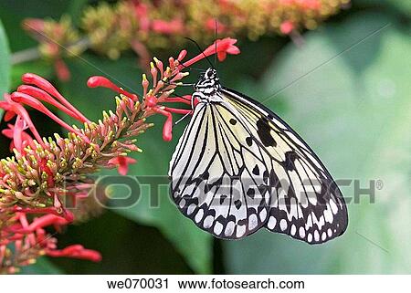 White Tree Nymph (Idea leuconoe). Malaysia View Large Photo Image Stock Image - White Tree Nymph (Idea leuconoe). Malaysia. Fotosearch