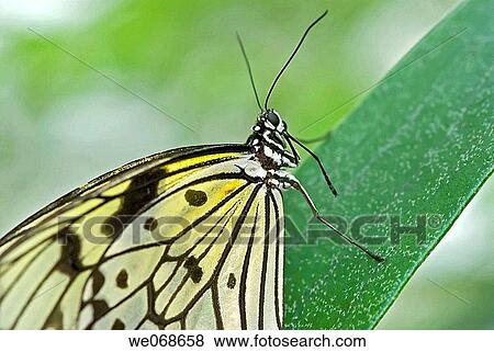 White Tree Nymph (Idea leuconoe) View Large Photo Image Stock Photo - White Tree Nymph (Idea leuconoe). Fotosearch