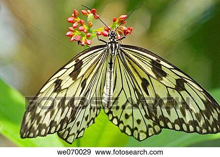 White Tree Nymph (Idea leuconoe). Malaysia View Large Photo Image Stock Photo - White Tree Nymph (Idea leuconoe). Malaysia. Fotosearch