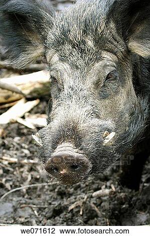 Wild Boar ( Sus scrofa ) View Large Photo Image Stock Image - Wild Boar ( Sus scrofa ). Fotosearch