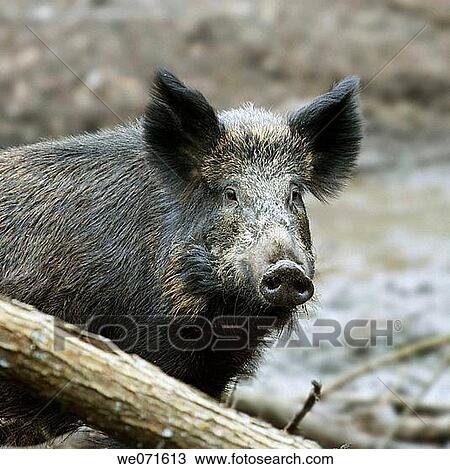 Wild Boar ( Sus scrofa ) View Large Photo Image Stock Image - Wild Boar ( Sus scrofa ). Fotosearch