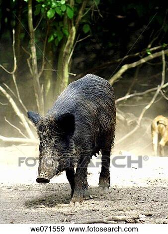 Wild Boar ( Sus scrofa ) View Large Photo Image Stock Photo - Wild Boar ( Sus scrofa ). Fotosearch