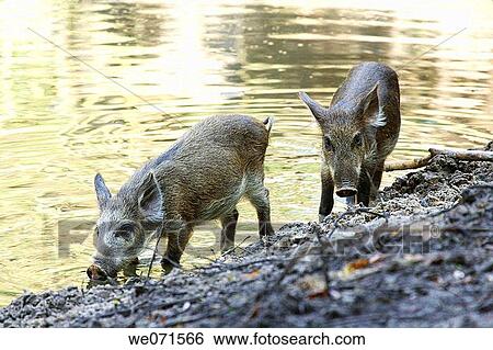 Wild Boar ( Sus scrofa ) View Large Photo Image Stock Photograph - Wild Boar ( Sus scrofa ). Fotosearch