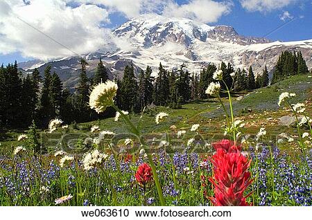 Wildflowers in Mount Rainier National Park - Washington, USA View Large Photo Image Stock Image - Wildflowers in Mount Rainier National Park - Washington, USA. Fotosearch