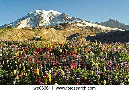 Wildflowers in Mount Rainier National Park - Washington, USA View Large Photo Image Stock Image - Wildflowers in Mount Rainier National Park - Washington, USA. Fotosearch