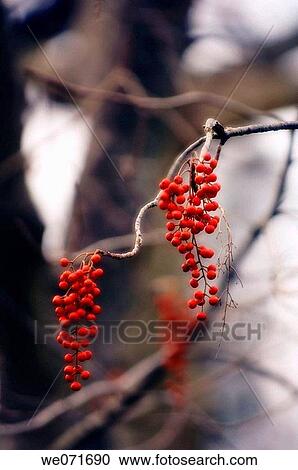 Wonder Tree. Iigiri tree. Idesia polycarpa. March 2006, Maryland, USA View Large Photo Image Stock Image - Wonder Tree. Iigiri tree. Idesia polycarpa. March 2006, Maryland, USA. Fotosearch