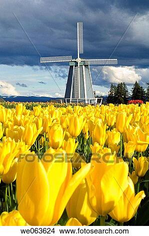 Wooden Shoe Tulip Farm - near Woodburn, Oregon, USA View Large Photo Image Picture - Wooden Shoe Tulip Farm - near Woodburn, Oregon, USA. Fotosearch