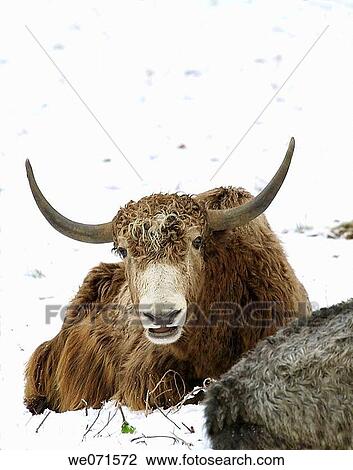 Yak ( Bos grunniens mutus ) View Large Photo Image Stock Image - Yak ( Bos grunniens mutus ). Fotosearch