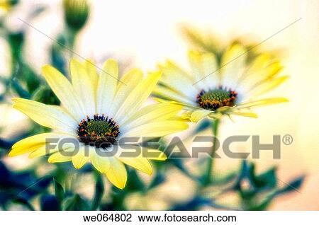Yellow african daisies. Dimorphotheca barberiae. March 2006, Maryland, USA View Large Photo Image Stock Image - Yellow african daisies. Dimorphotheca barberiae. March 2006, Maryland, USA. Fotosearch