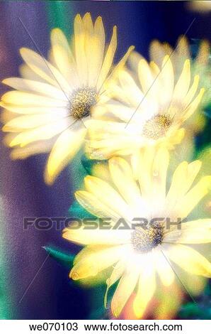 Yellow African Daisy. Dimorphotheca barberiae. June 2005, Maryland, USA View Large Photo Image Stock Image - Yellow African Daisy. Dimorphotheca barberiae. June 2005, Maryland, USA. Fotosearch