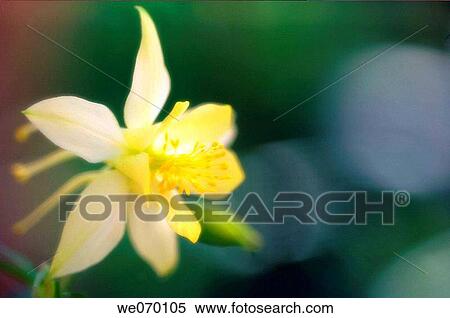 Yellow Columbine Flower. Aquilegia formosa. April 2007 View Large Photo Image Stock Photography - Yellow Columbine Flower. Aquilegia formosa. April 2007. Fotosearch