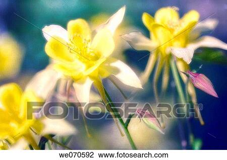 Yellow Columbine Flowers. Aquilegia formosa. May 2006. Maryland, USA View Large Photo Image Stock Image - Yellow Columbine Flowers. Aquilegia formosa. May 2006. Maryland, USA. Fotosearch