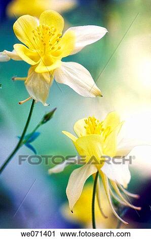 Stock Image - Yellow Columbine Flowers. Aquilegia formosa. May 2007, Maryland, USA. Fotosearch