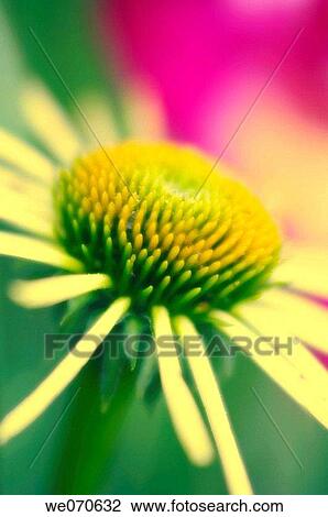 Yellow Coneflower. Echinacea paradoxa. June 2005, Maryland, USA View Large Photo Image Stock Image - Yellow Coneflower. Echinacea paradoxa. June 2005, Maryland, USA. Fotosearch
