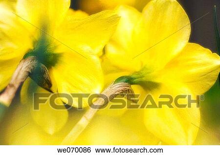 Yellow Daffodils. Narcissus hybrid. March 2006, Maryland, USA View Large Photo Image Stock Photograph - Yellow Daffodils. Narcissus hybrid. March 2006, Maryland, USA. Fotosearch