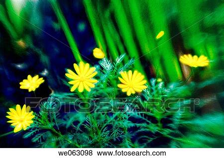 Yellow Daisies. November 2006, Maryland, USA View Large Photo Image Stock Photo - Yellow Daisies. November 2006, Maryland, USA. Fotosearch