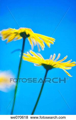 Yellow Doronicum Daisies. Doronicum orientale. April 2007, Maryland, USA View Large Photo Image Stock Photo - Yellow Doronicum Daisies. Doronicum orientale. April 2007, Maryland, USA. Fotosearch