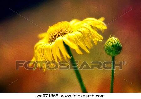 Yellow Doronicum Daisy and a Bud. Doronicum orientale. April 2007, Maryland, USA View Large Photo Image Stock Photography - Yellow Doronicum Daisy and a Bud. Doronicum orientale. April 2007, Maryland, USA. Fotosearch