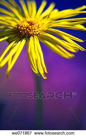 Yellow Doronicum Daisy Close-up. Doronicum orientale. April 2007, Maryland, USA View Large Photo Image Stock Photo - Yellow Doronicum Daisy Close-up. Doronicum orientale. April 2007, Maryland, USA. Fotosearch