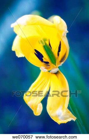 Yellow Fading Tulip. Tulipa hybrid. April 2007, Maryland, USA View Large Photo Image Stock Photo - Yellow Fading Tulip. Tulipa hybrid. April 2007, Maryland, USA. Fotosearch