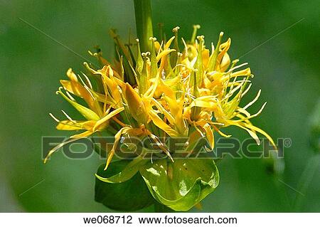 Yellow Gentian (Gentiana lutea). Eyna valley, Pyr? n? es-Orientales, France View Large Photo Image Stock Image - Yellow Gentian (Gentiana lutea). Eyna valley, Pyr? n? es-Orientales, France. Fotosearch