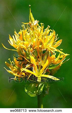 Stock Image - Yellow Gentian (Gentiana lutea). Eyna valley, Pyr? n? es-Orientales, France. Fotosearch